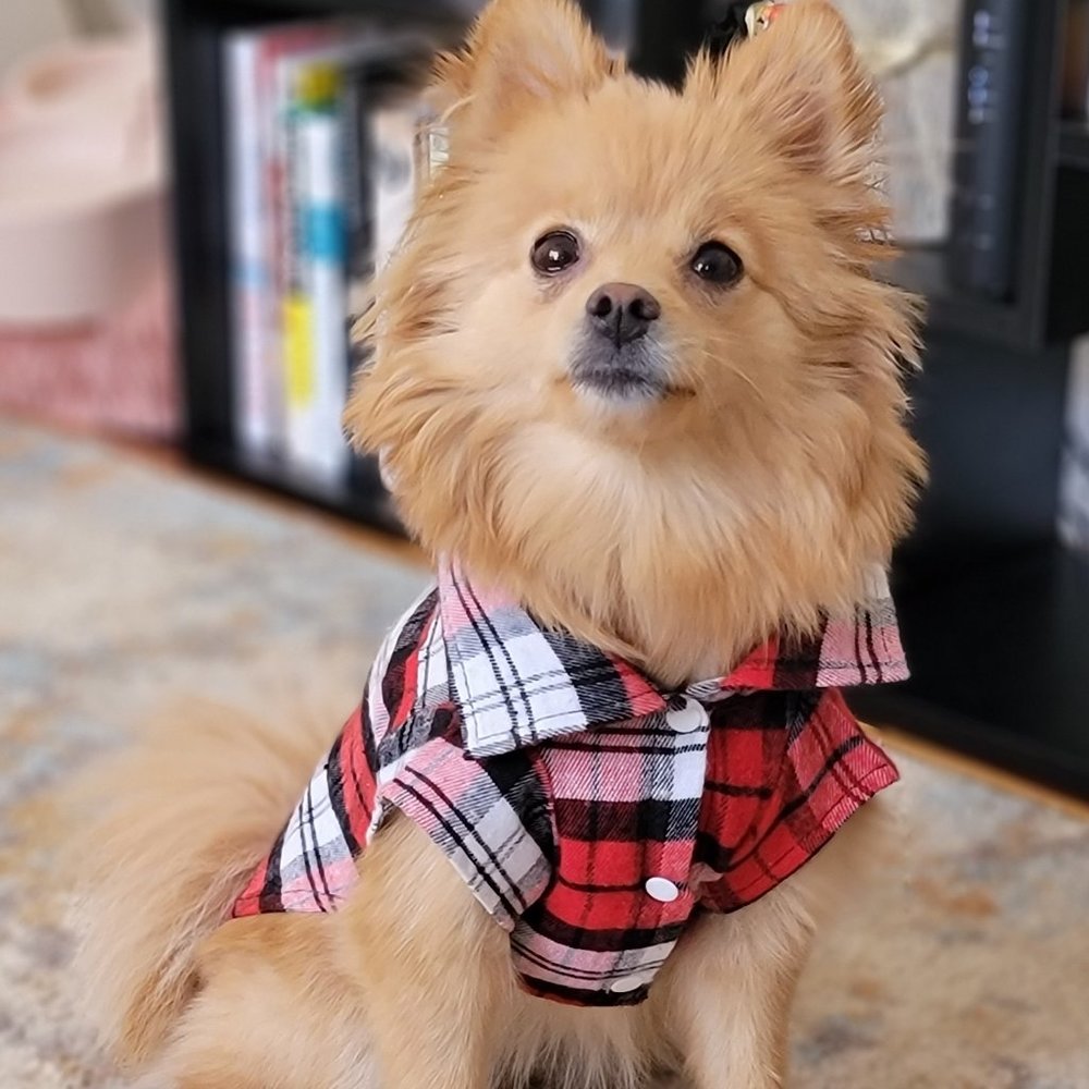 Red Plaid Shirt Dress For Dog and Cat / Dog Shirt / Dog Outfit
